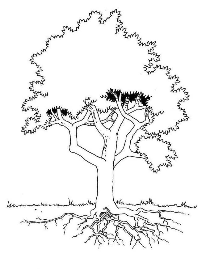 Omalovánka Strom Se Silnými Kořeny