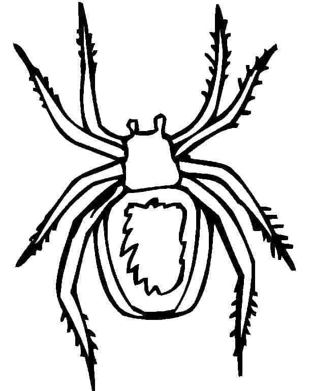 Tisknutelný pavouk omalovánka