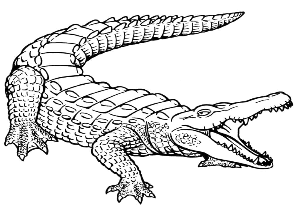 Velký krokodýl omalovánka