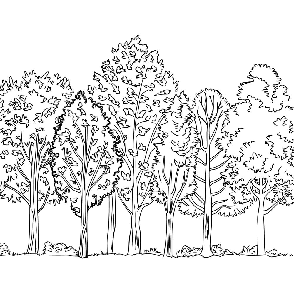 Zdarma Základní obrázek stromů omalovánka