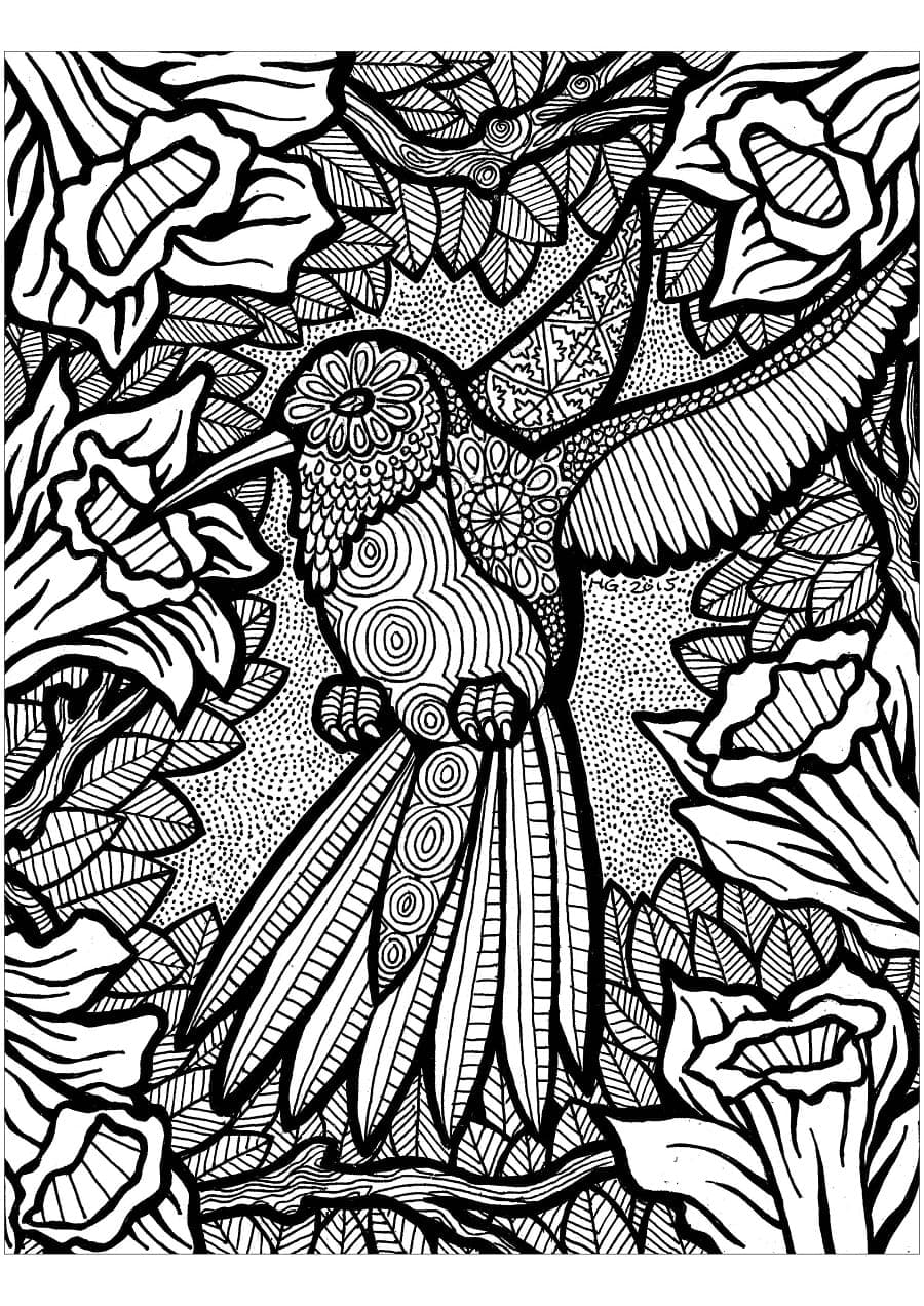 Kolibříkovití zentangle omalovánka