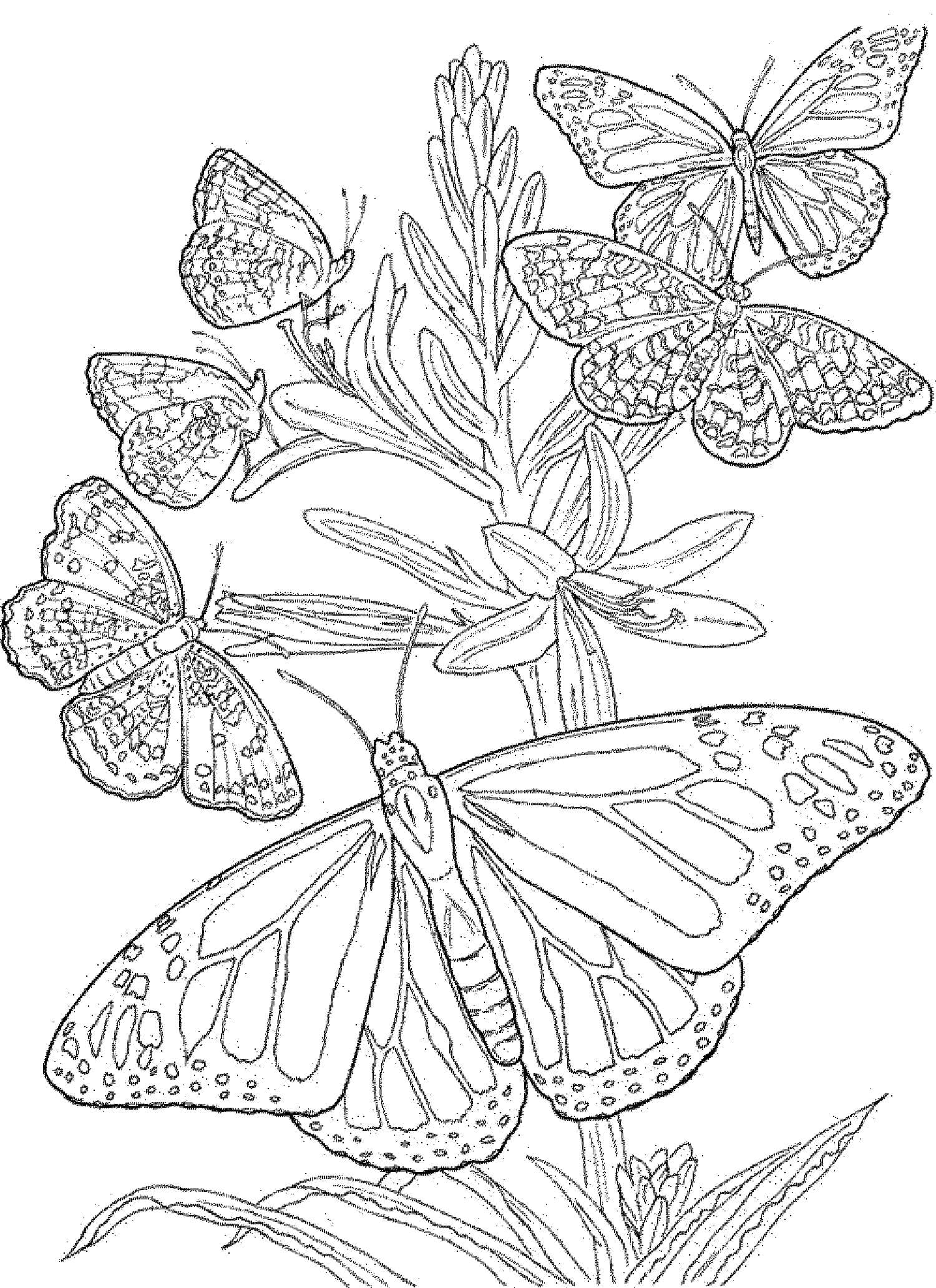 Butterfly Mandala zdarma omalovánka