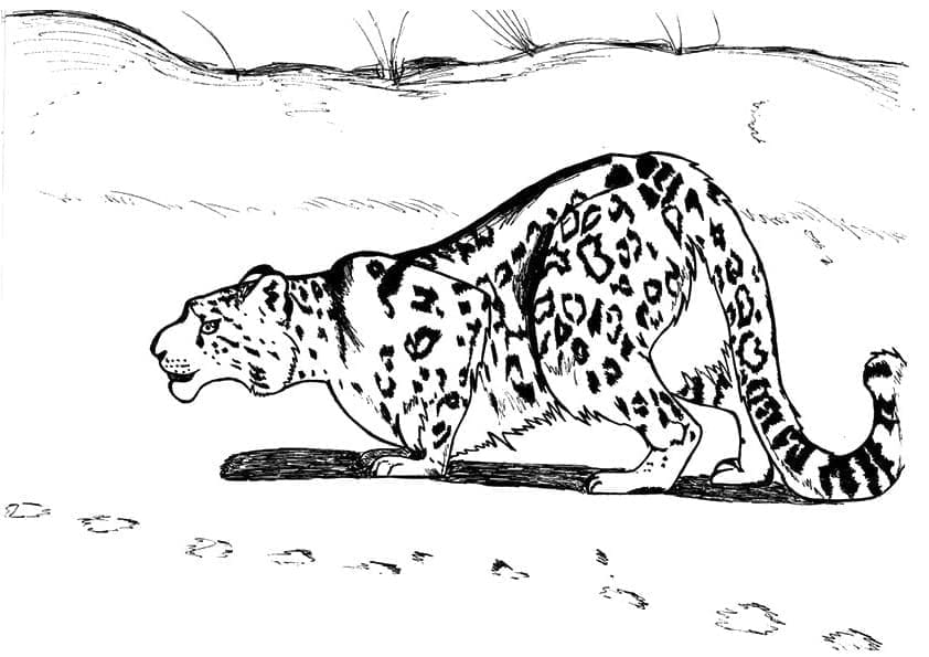 Omalovánka Leopard loví