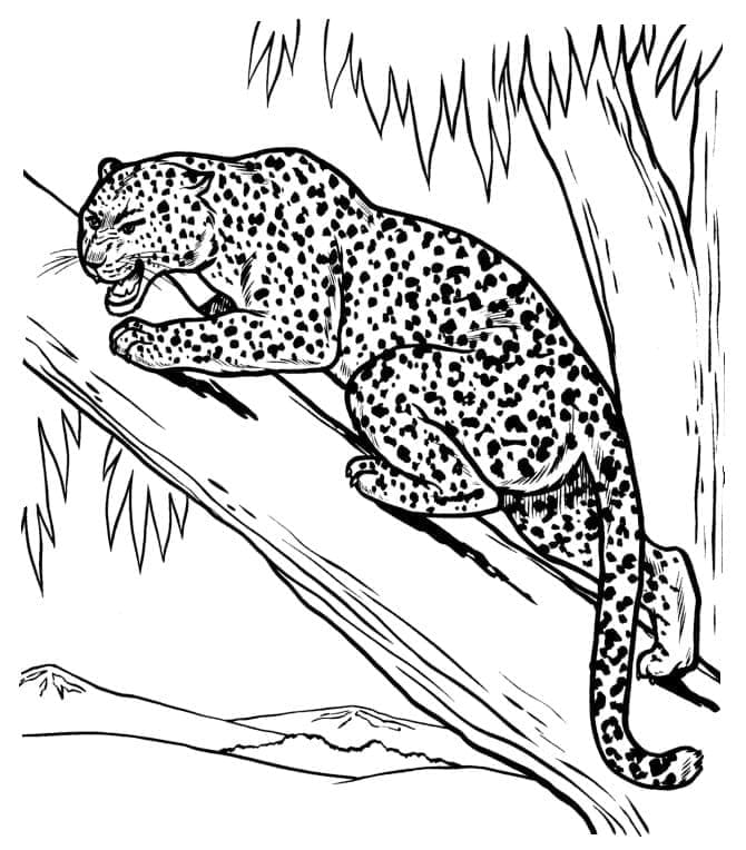 Leopard na stromě omalovánka