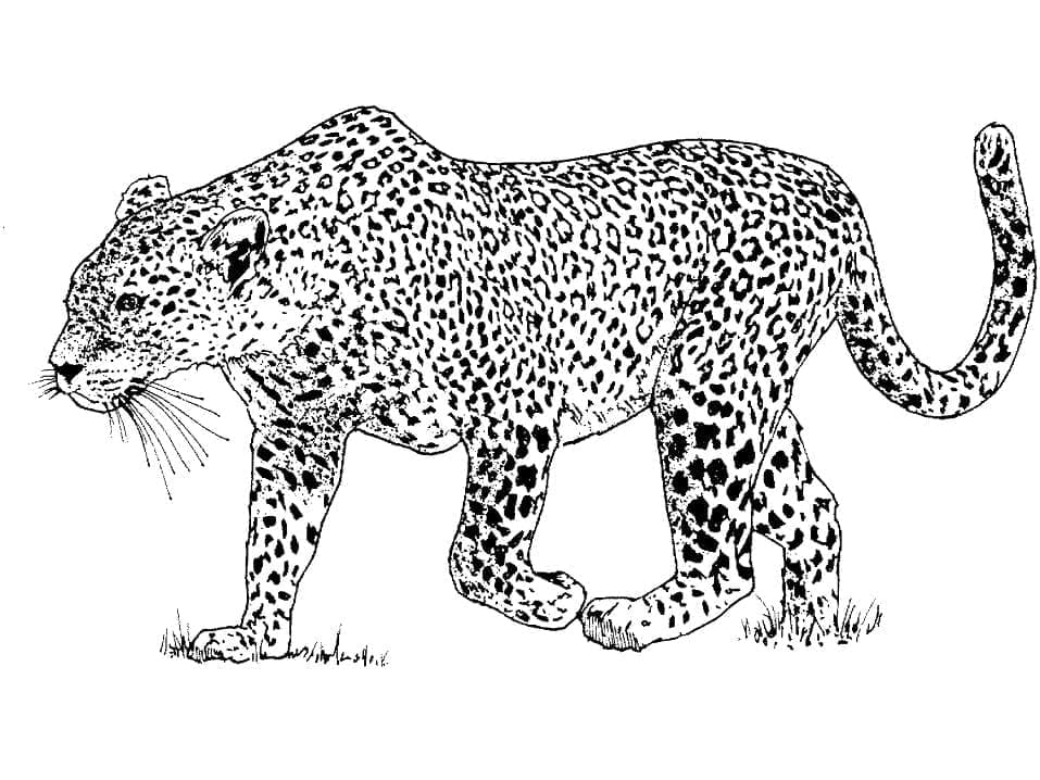 Omalovánka Realistický leopard