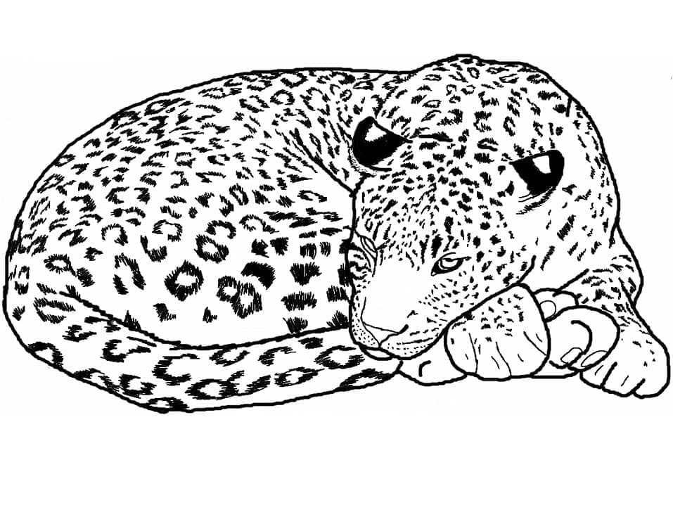 Omalovánka Spící leopard