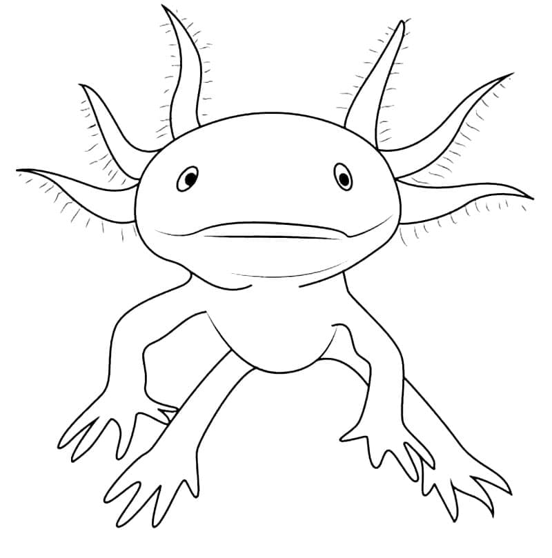 Kresba Axolotl zdarma omalovánka