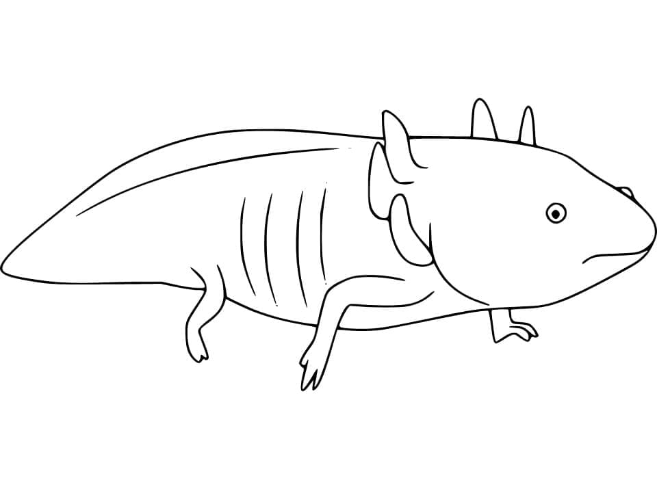 Nakreslete Axolotl pro děti omalovánka