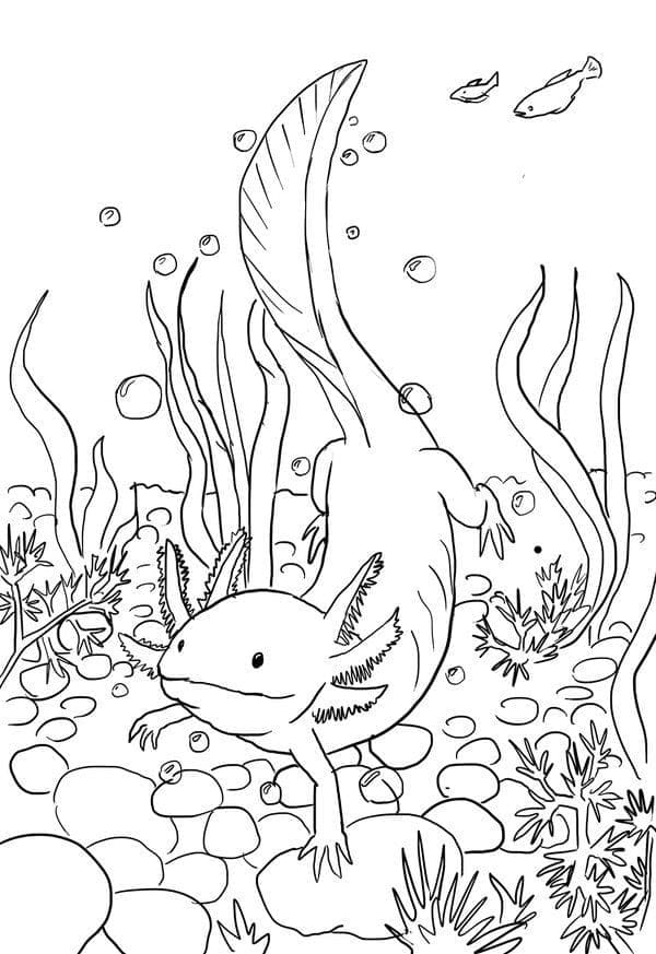 Plavání Axolotl omalovánka