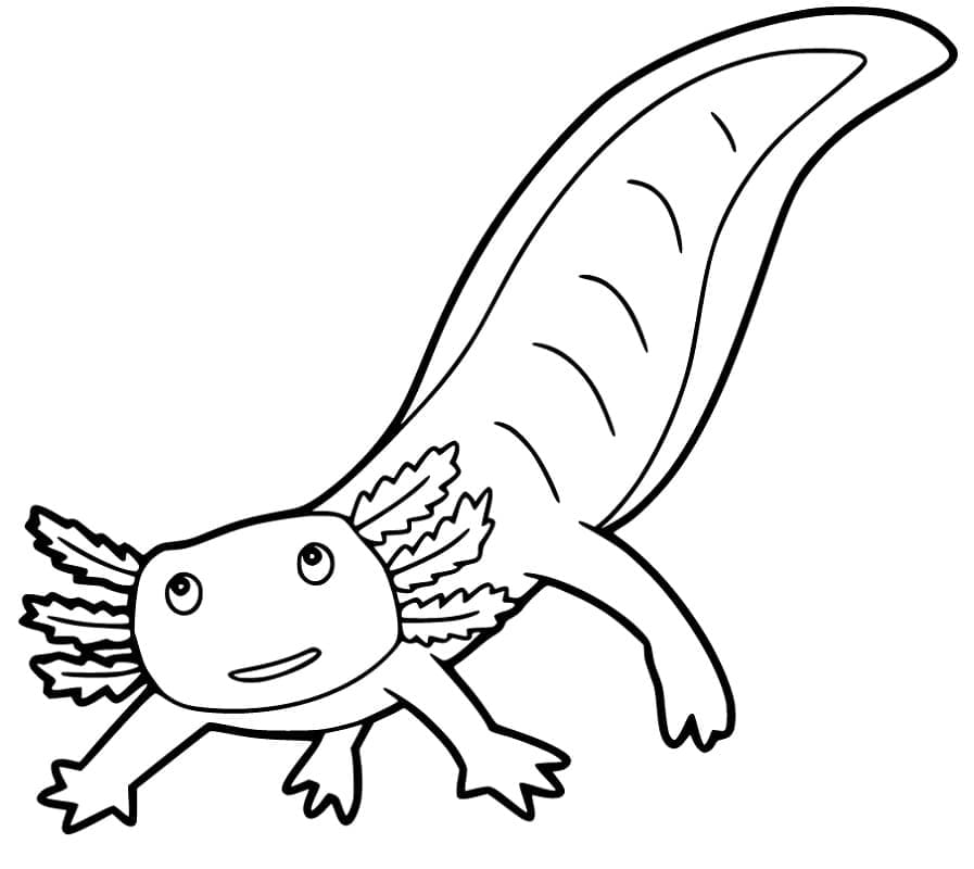 Volný Axolotl omalovánka