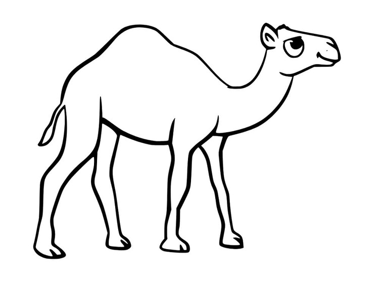 K vytisknutí velbloud omalovánka