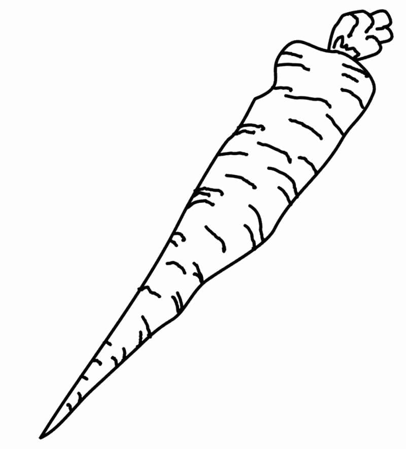 Mrkev prostý omalovánka
