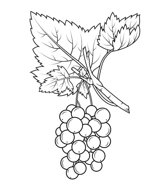 Ovoce zdarma snadný tisknutelné omalovánka