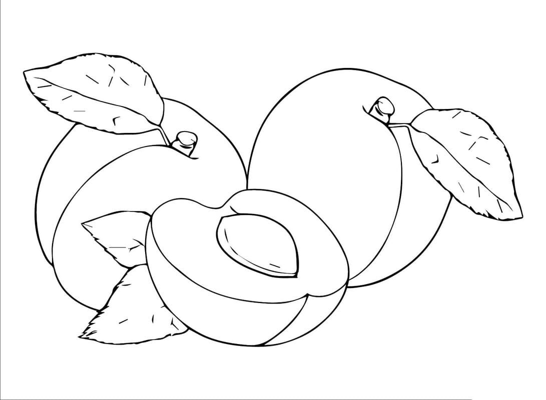 Meruňka 8 omalovánka