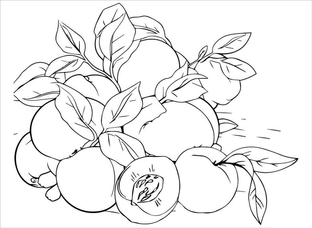 Meruňka k vytisknutí omalovánka