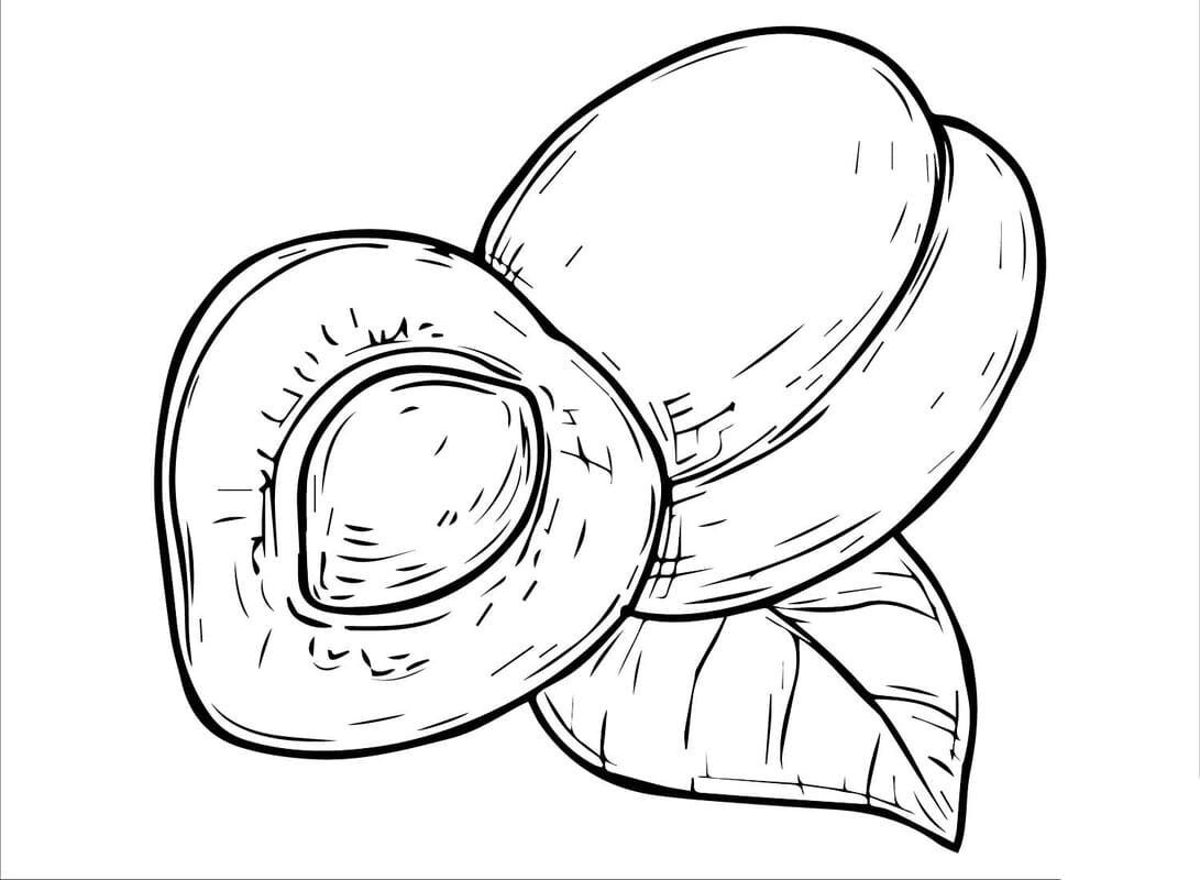 Meruňka prostý u dětí omalovánka