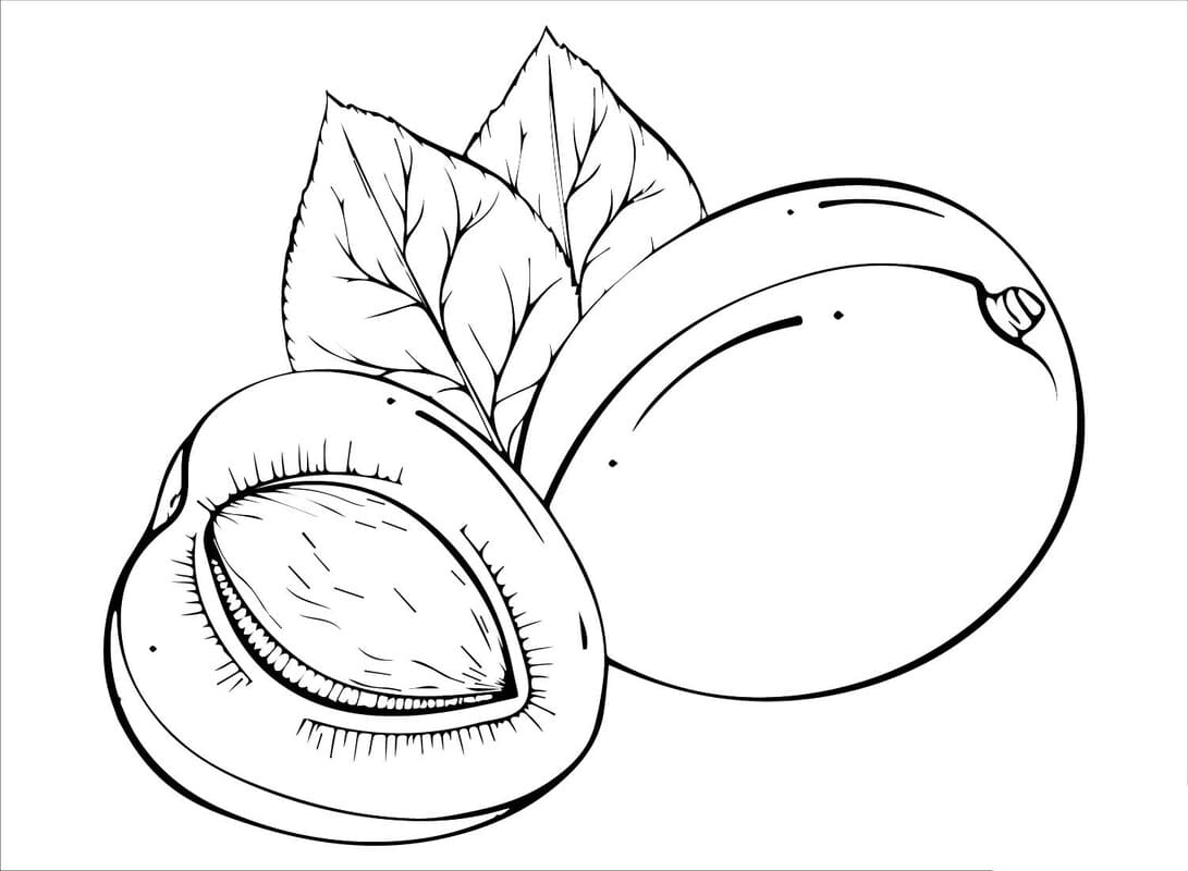 Meruňka snadný u dětí omalovánka