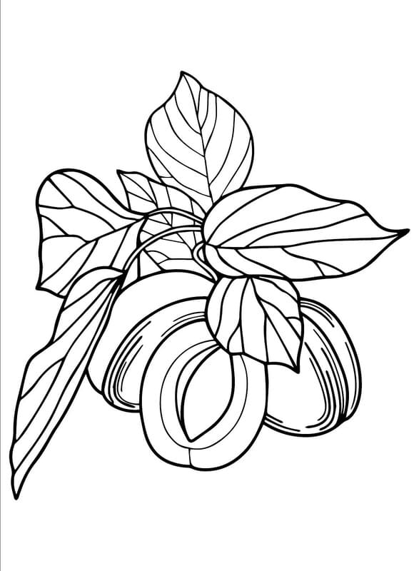 Meruňka zdarma omalovánka