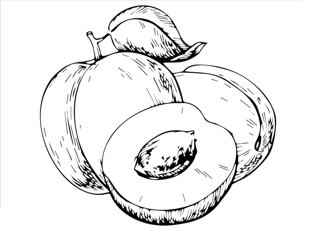 Nakreslete Meruňka Prostý omalovánka