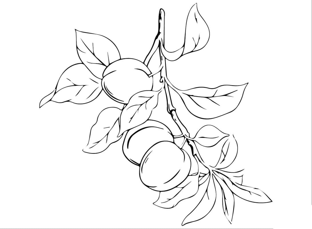 Nakreslete Meruňka k vytisknutí zdarma omalovánka