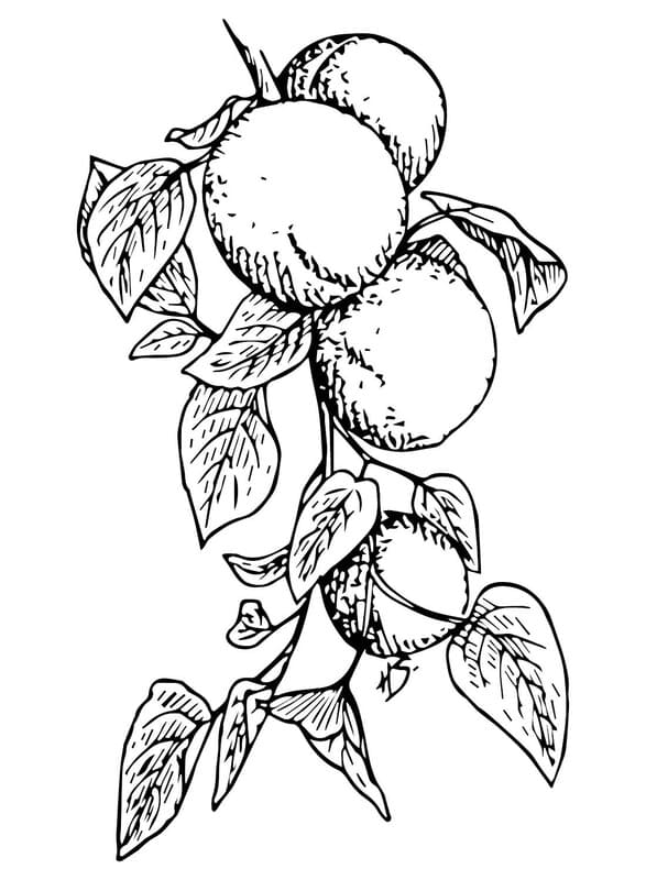 Nakreslete Meruňka pro děti omalovánka