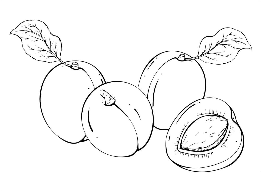 Nakreslete Meruňka prostý u dětí omalovánka