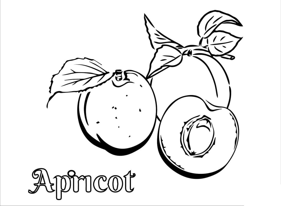 Nakreslete Meruňka skica omalovánka