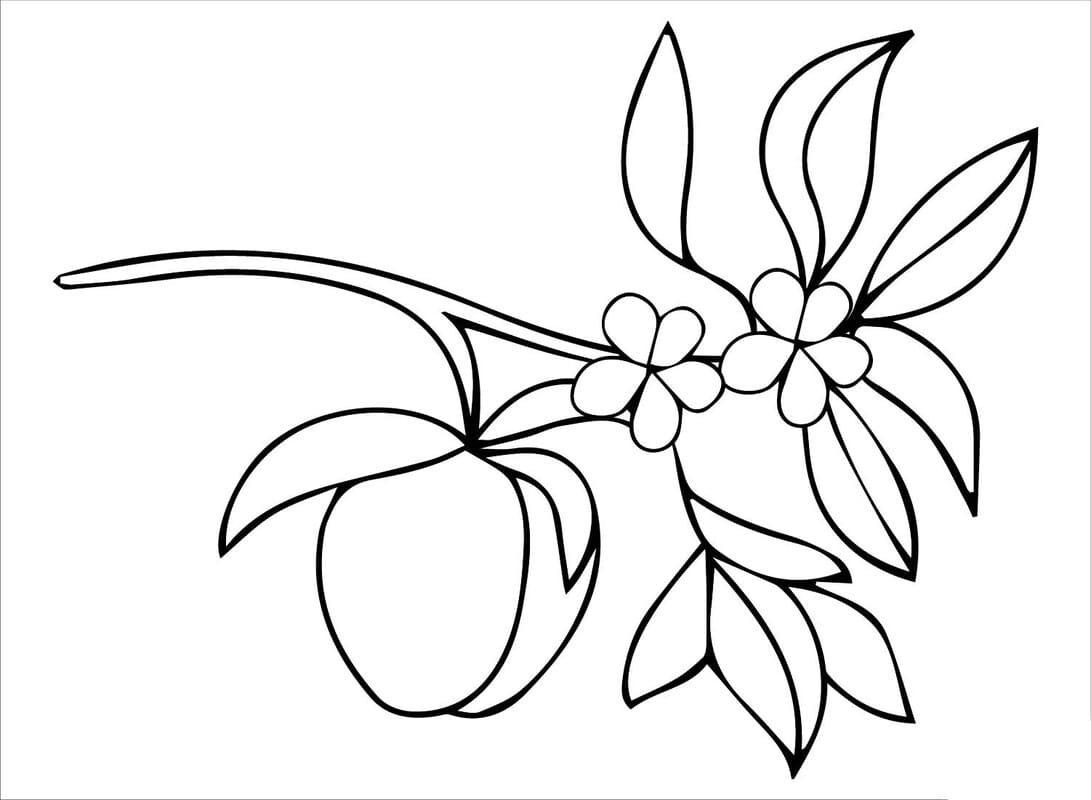 Nakreslete Meruňka snadný omalovánka