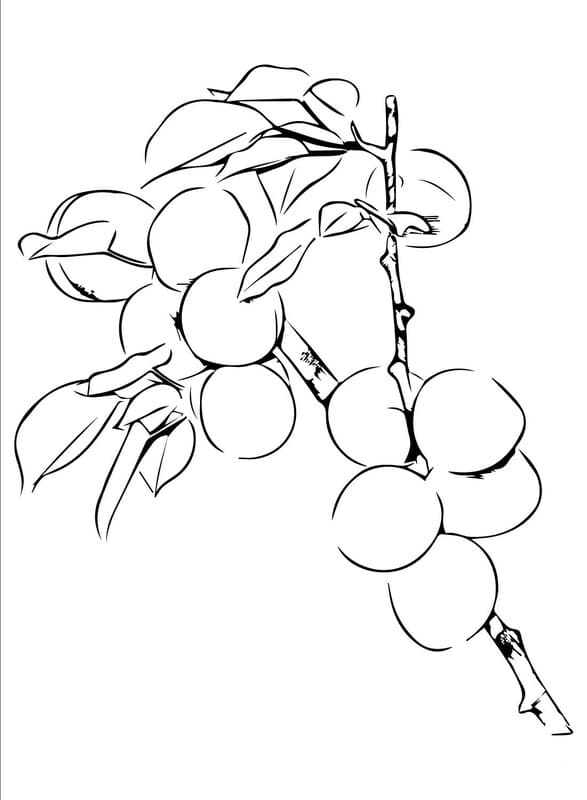 Nakreslete Meruňka větev omalovánka