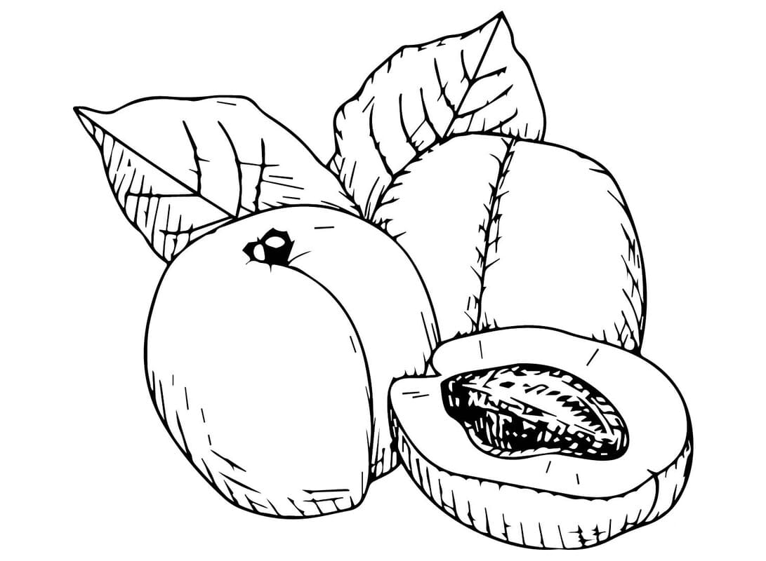 Nakreslete Meruňka základní omalovánka