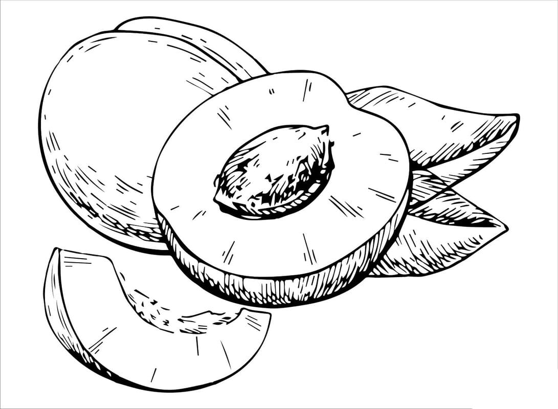 Nakreslete Meruňka zdarma pro děti omalovánka