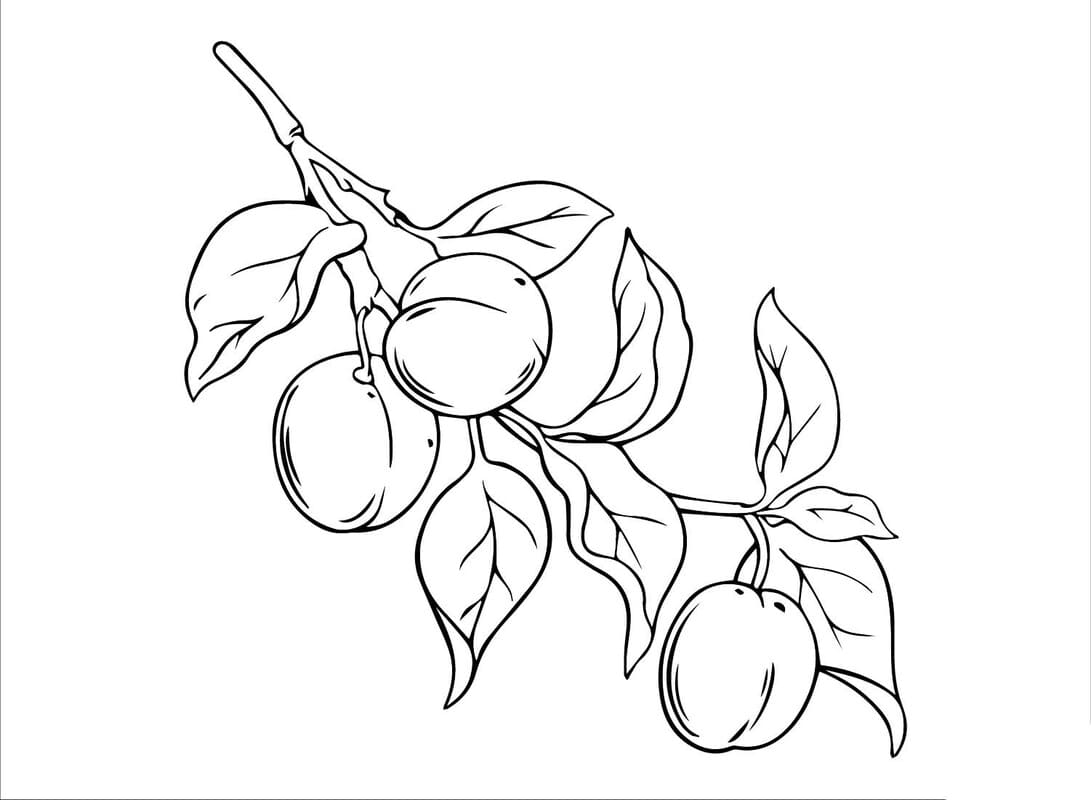 Nakreslete Meruňka zdarma omalovánka