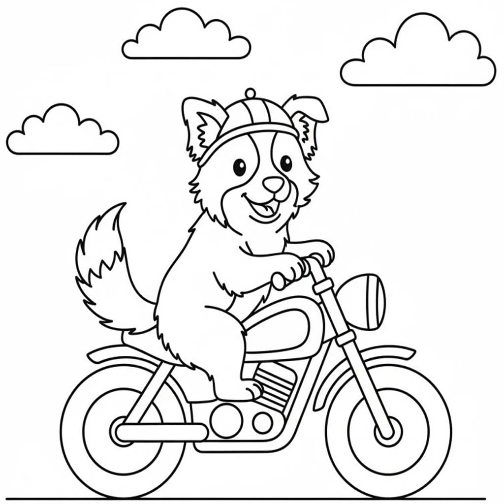 Border Kolie zdarma omalovánka