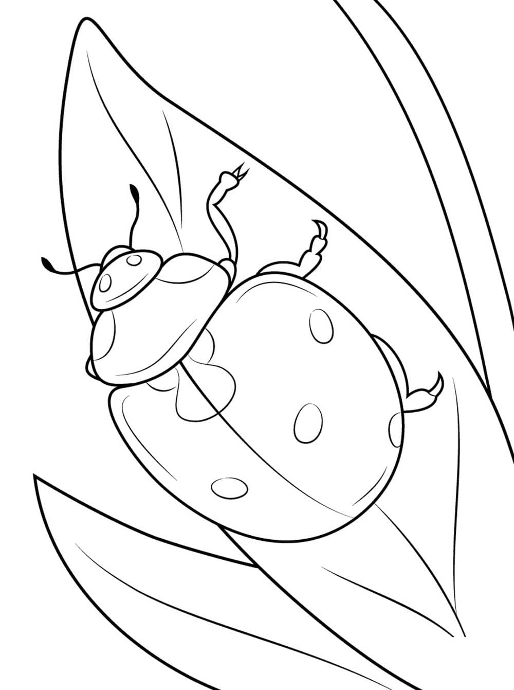 Brouci Hmyz omalovánka