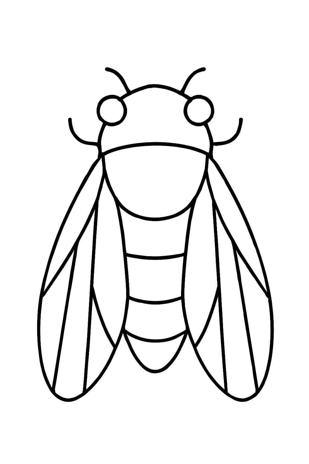 Hmyz Cikáda omalovánka