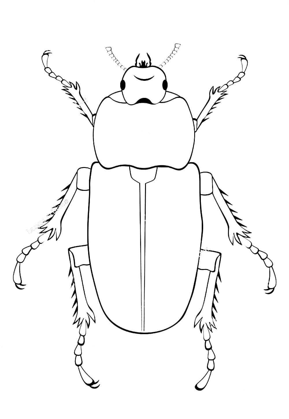 Hmyz brouk omalovánka