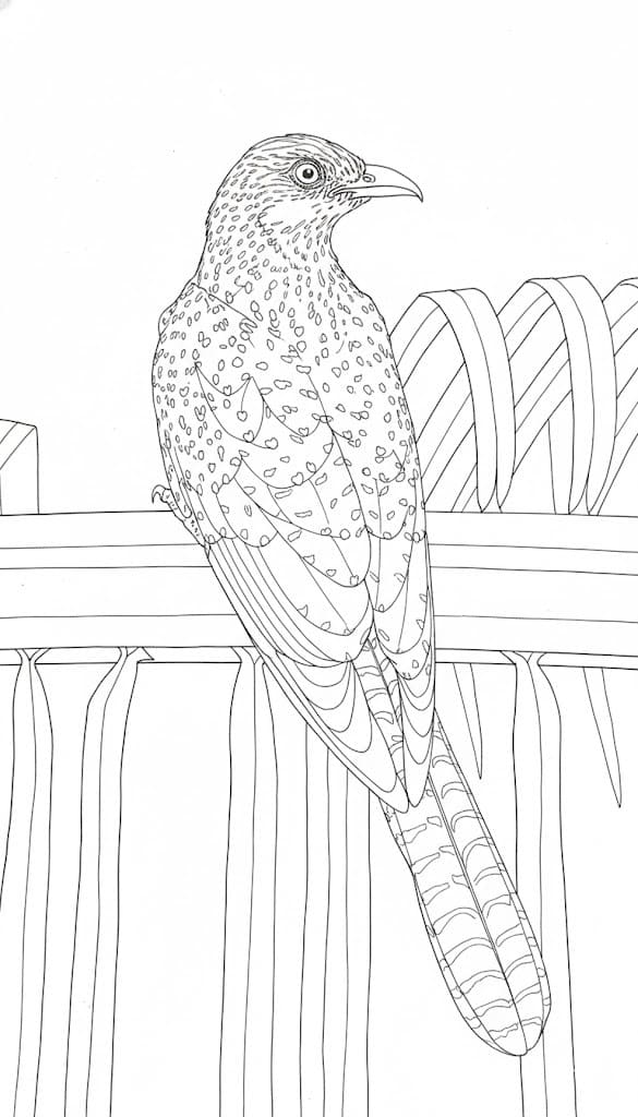 Kukačka 2 omalovánka