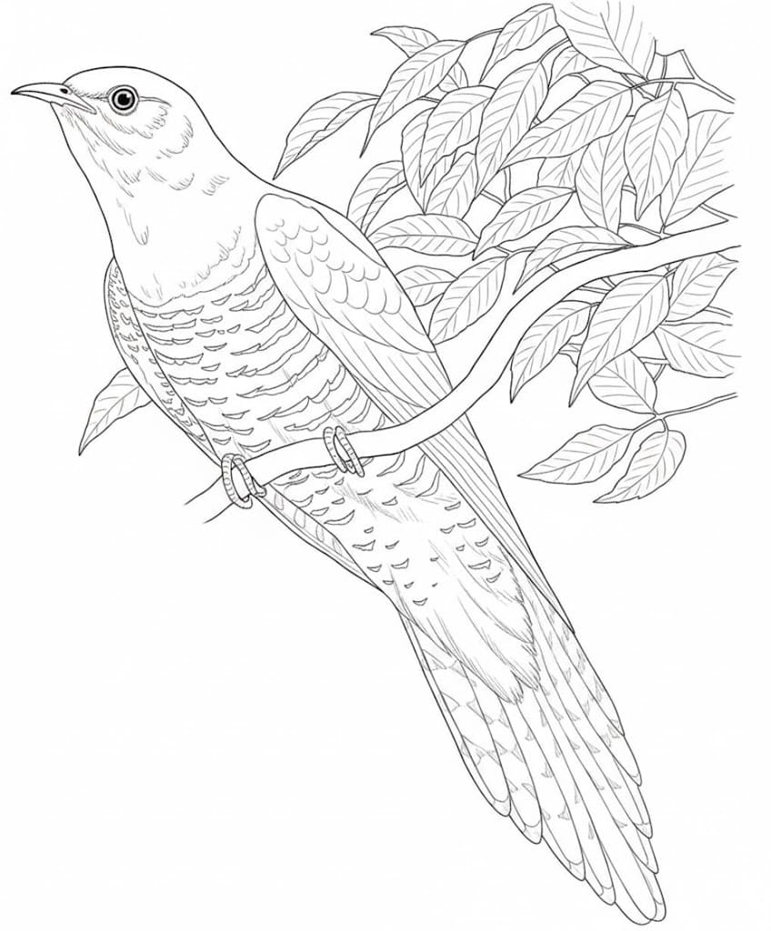 Kukačka k vytisknutí zdarma omalovánka