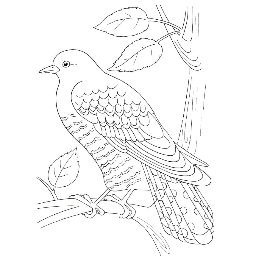 Kukačka snadný tisknutelné omalovánka