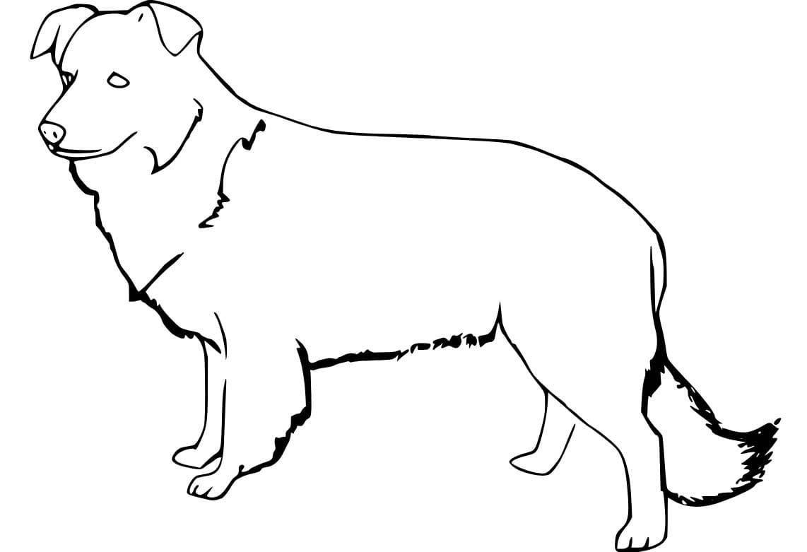 Nakreslete Border Kolie 4 omalovánka