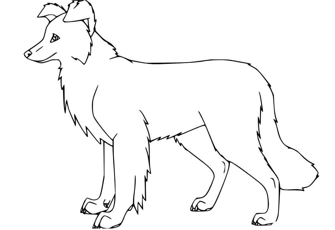 Nakreslete Border Kolie 5 omalovánka