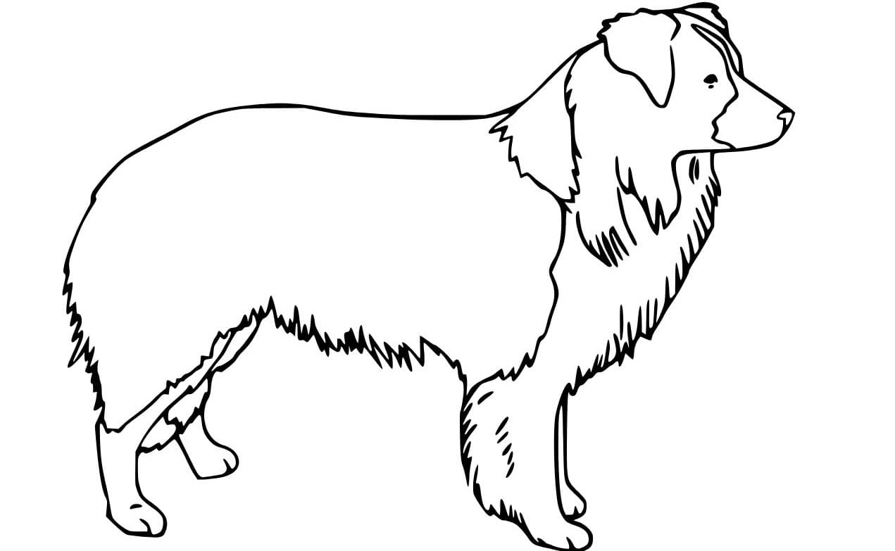 Nakreslete Border Kolie 6 omalovánka