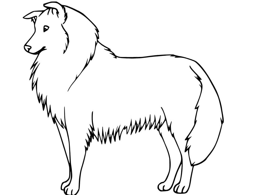 Nakreslete Border Kolie 7 omalovánka