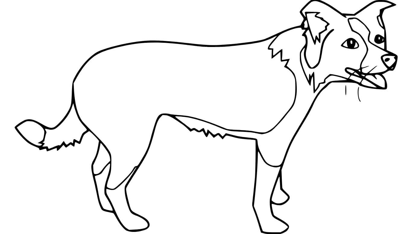 Nakreslete Border Kolie 8 omalovánka