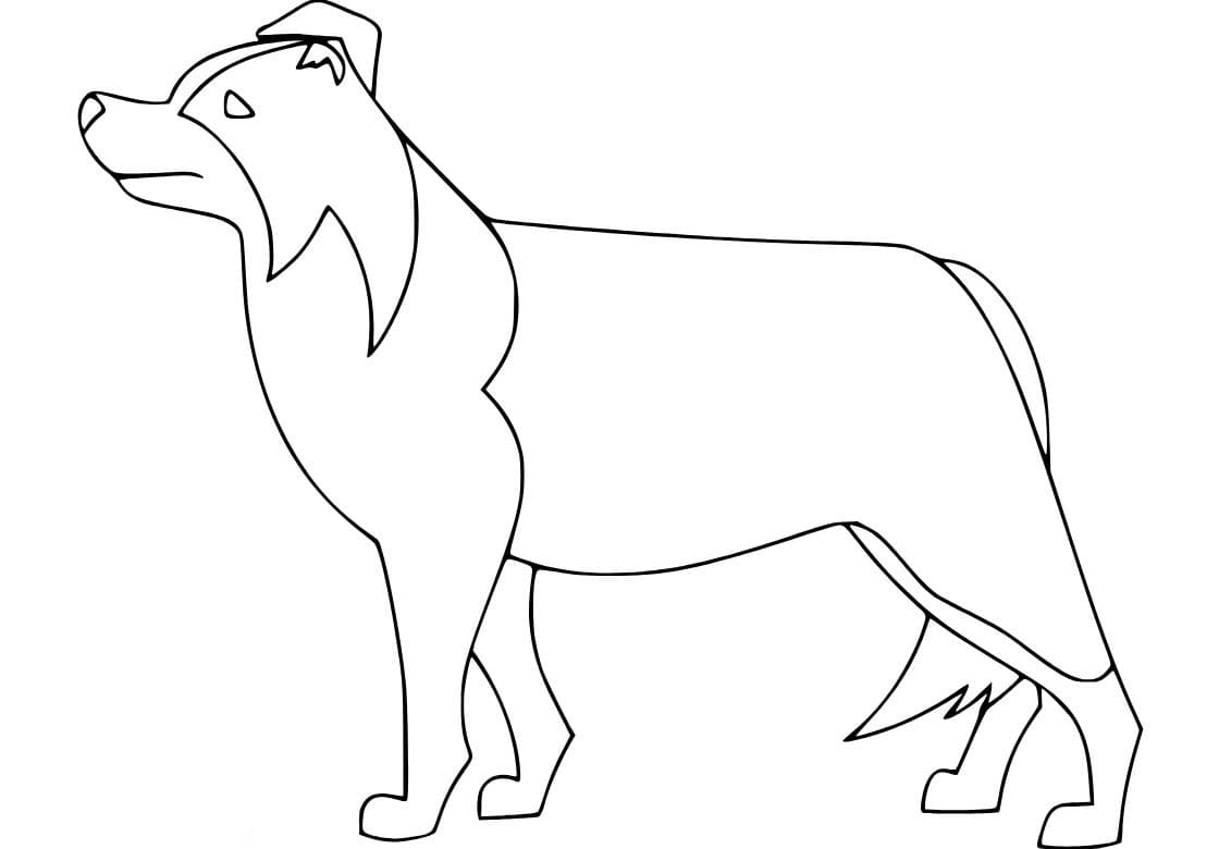 Nakreslete Border Kolie k vytisknutí zdarma omalovánka