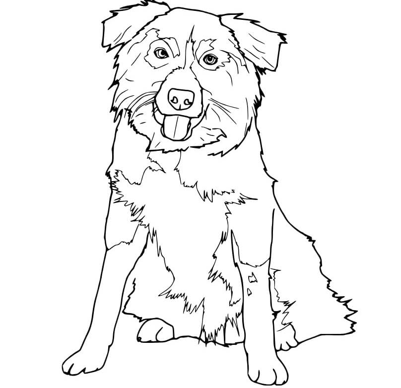 Nakreslete Border Kolie prostý u dětí omalovánka