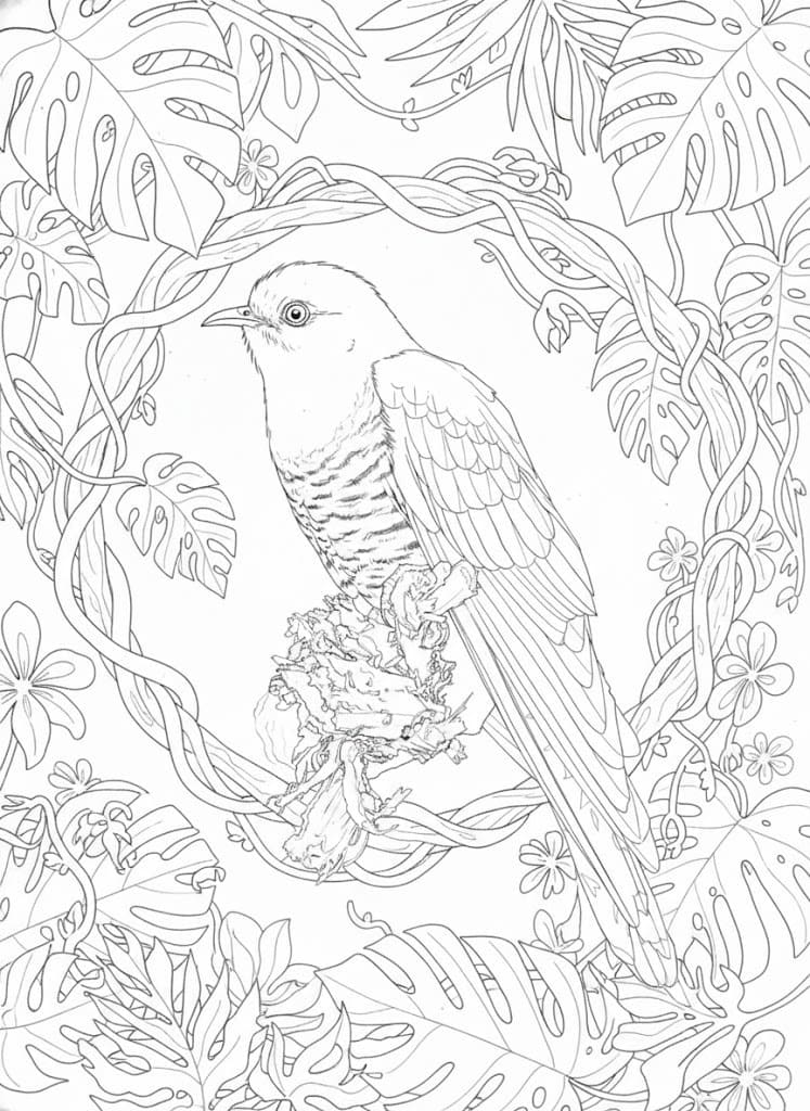 Nakreslete Kukačka prostý omalovánka