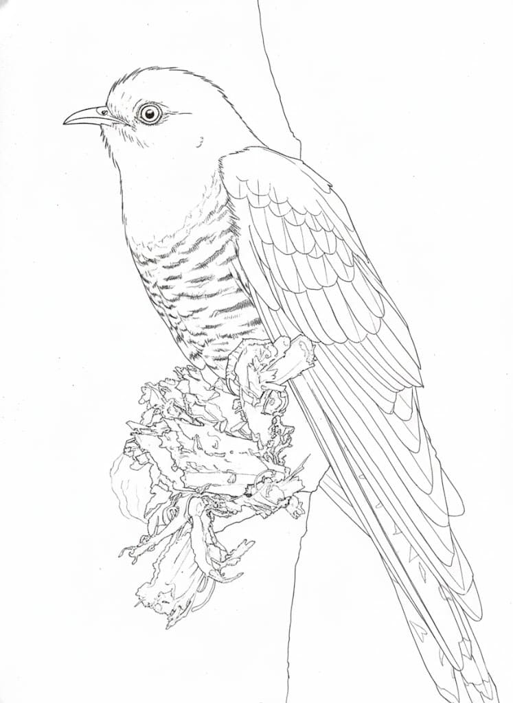 Nakreslete Kukačka základní omalovánka