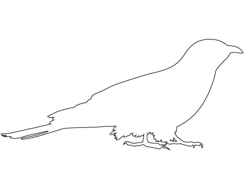 Nakreslete Kukačka zdarma prostý tisknutelné omalovánka