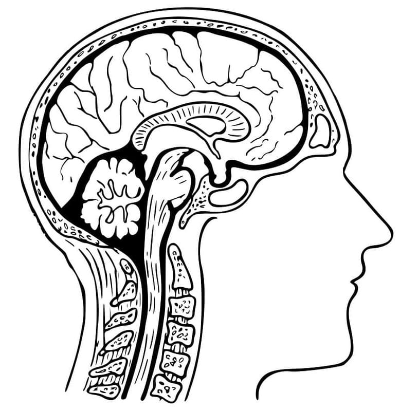 Nakreslete Mozek zdarma základní omalovánka